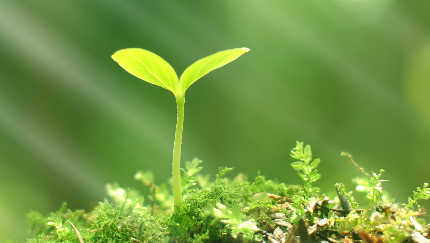 Seedling2